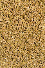 Image showing Caraway Seeds