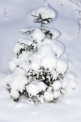 Image showing Christmas tree