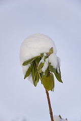 Image showing Rhododendron in snow