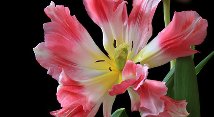 Image showing Tulips