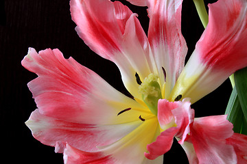 Image showing Tulips