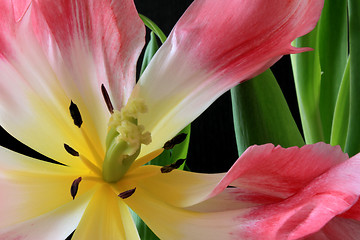 Image showing Tulips