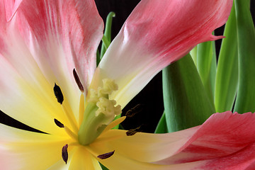 Image showing Tulips