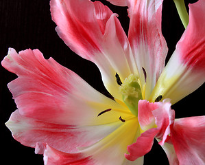 Image showing Tulips