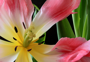 Image showing Tulips