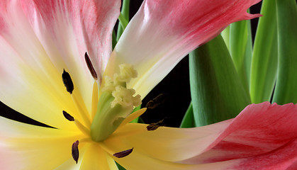 Image showing Tulips