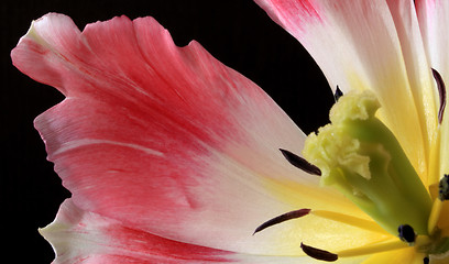 Image showing Tulips