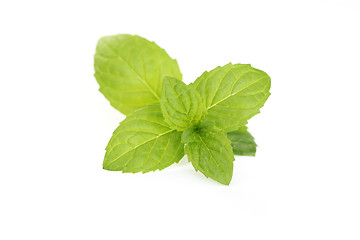 Image showing fresh peppermint