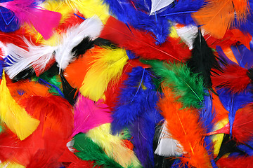 Image showing Multicolor feathers