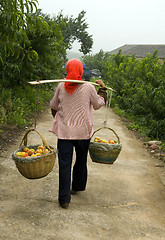 Image showing Peach Harvesting