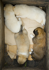 Image showing Four Puppies 