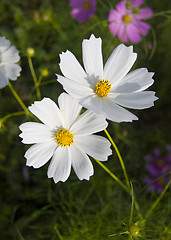 Image showing White Cosmos