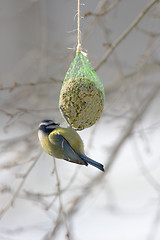 Image showing Blue tit in winter