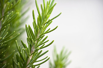 Image showing Fresh Rosemary Sprig