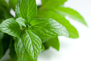 Image showing Fresh Picked Herbs on White