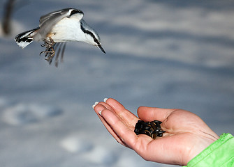 Image showing Nutcracker