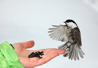 Image showing Chickadee