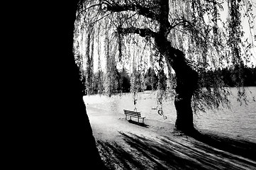 Image showing Solitary Park Bench under Willows