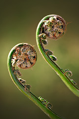 Image showing Two Green Fiddleheads On Fern in Spring