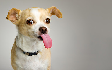 Image showing Rude Chihuahua Sticks Out Big (and Real) Tongue