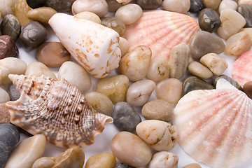 Image showing sea shells and pebble