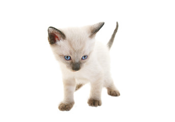 Image showing Baby Siamese