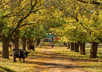Image showing cow and trees in the road