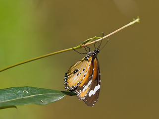 Image showing butterfly hanging around