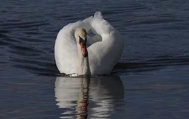 Image showing Muted swan.