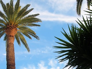 Image showing Palm Trees