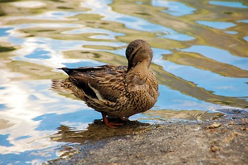 Image showing Duck