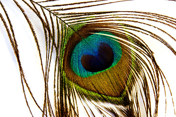 Image showing Peacock feather