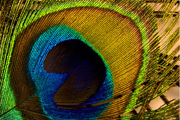 Image showing Peacock feather