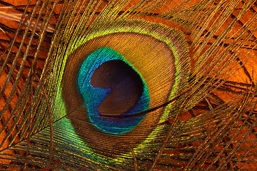 Image showing Peacock feather