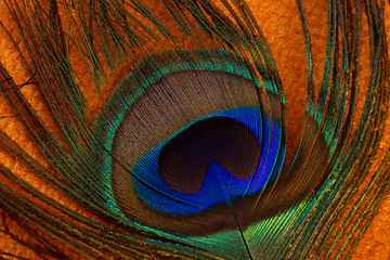 Image showing Peacock feather