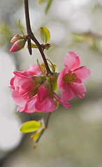 Image showing Japanese apple flowers