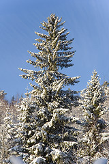 Image showing Winter forest