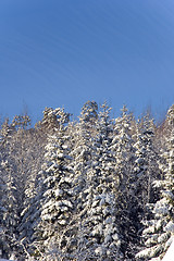 Image showing Snowy trees