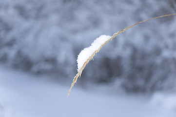 Image showing Blade of grass