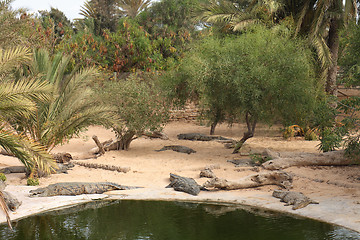 Image showing crocodile farm