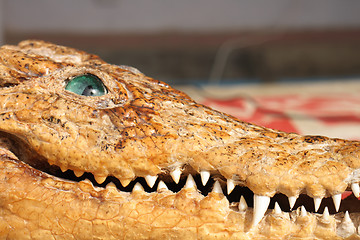 Image showing old crocodile 