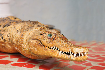 Image showing old crocodile 