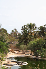 Image showing crocodile farm