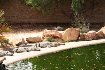 Image showing crocodile farm