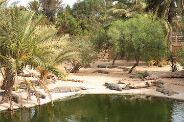Image showing crocodile farm