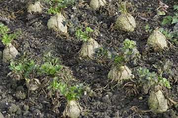 Image showing Celeriac