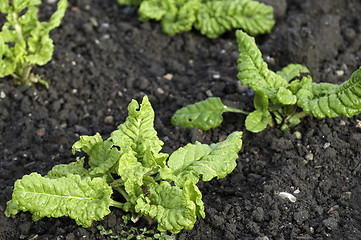 Image showing Spinach