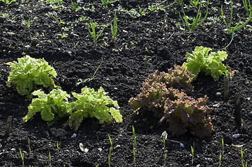 Image showing Lettuce