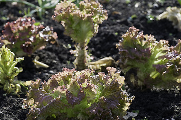 Image showing Lettuce