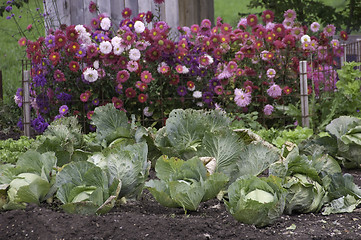 Image showing Cabbage and Dahlias